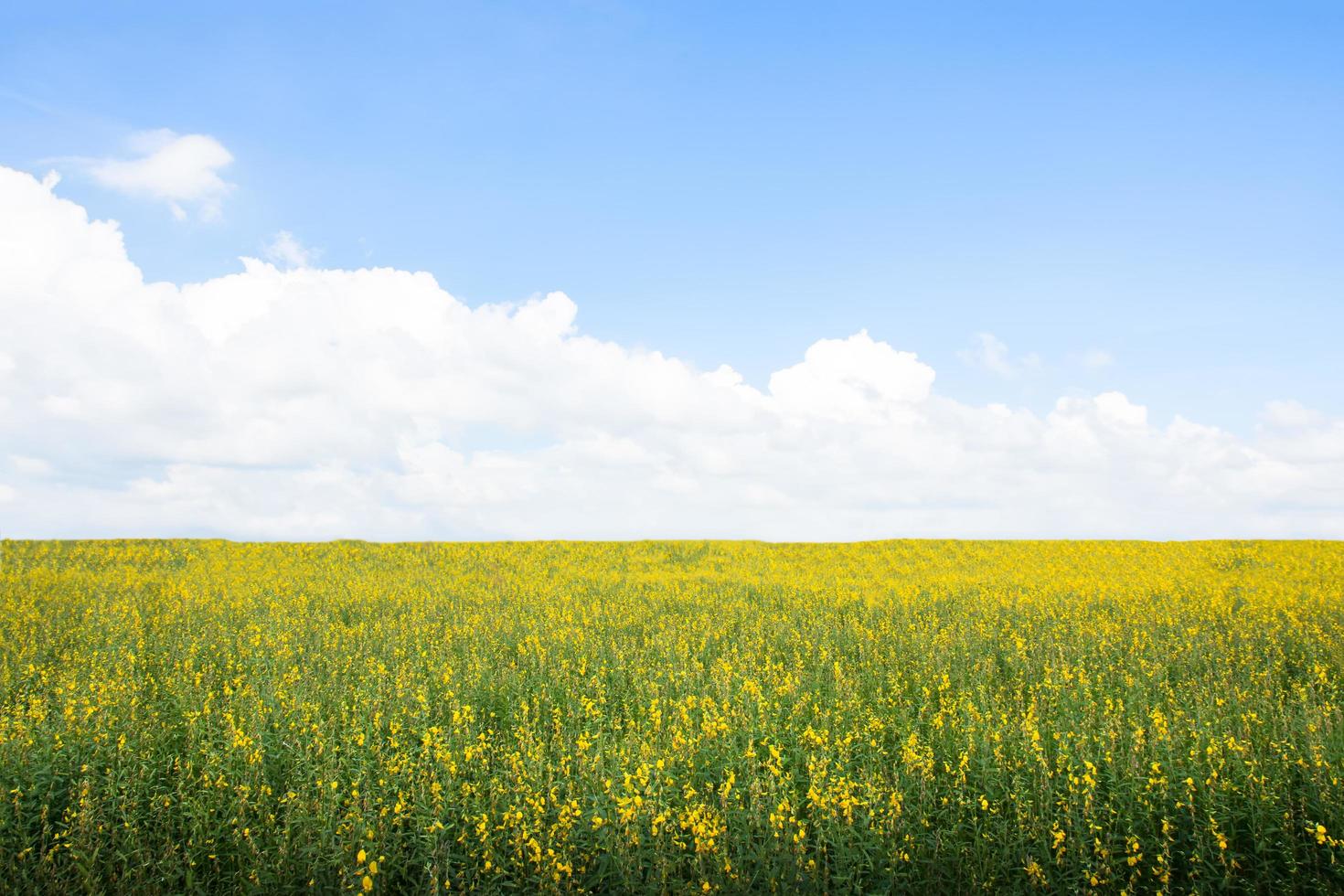 crotalaria chachoengsao gård foto