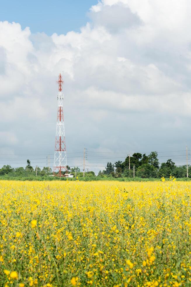 crotalaria chachoengsao blommor foto