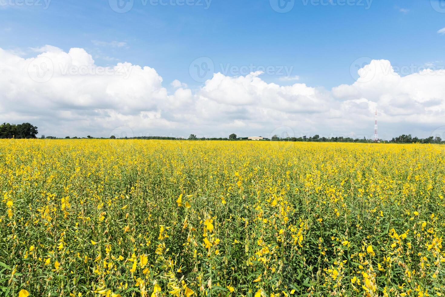 crotalaria chachoengsao blommor foto