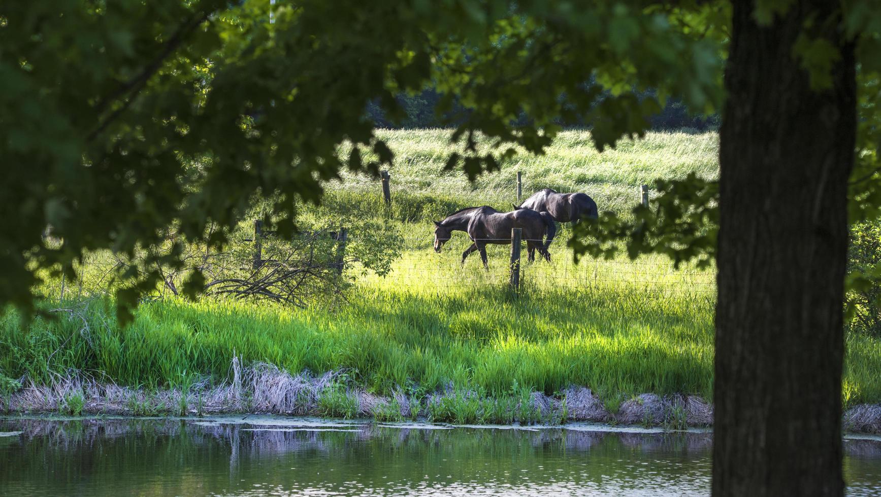 utsikt genom träden av svarta hästar på grönt gräs foto