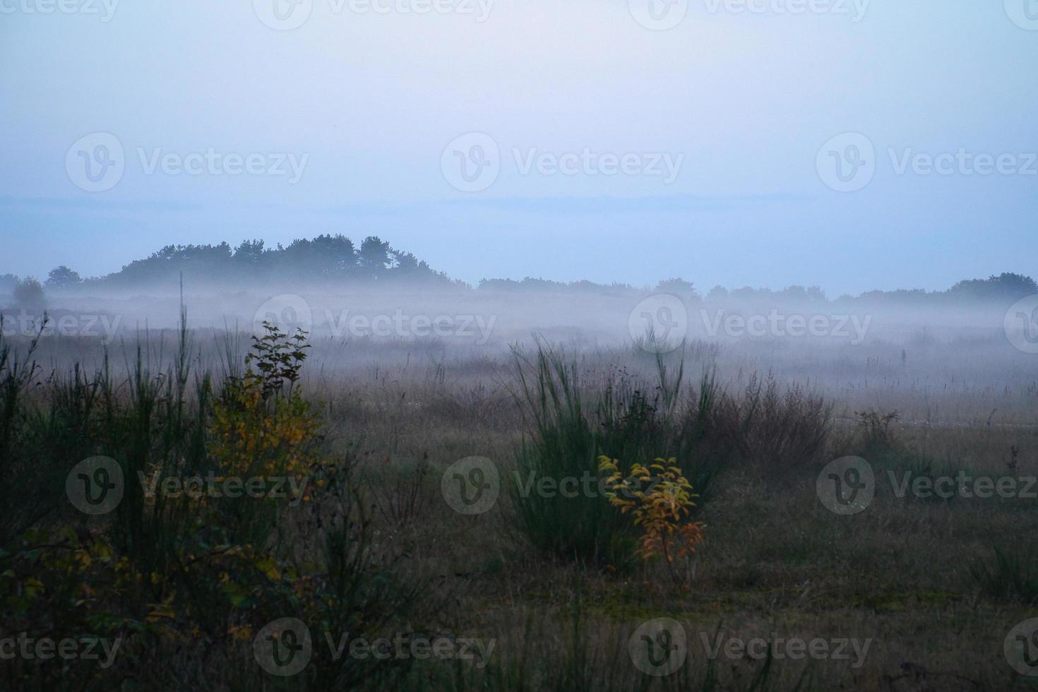 främre del landa med dimma på gräs och ljung i Danmark, i främre av sanddyner. mystisk humör foto