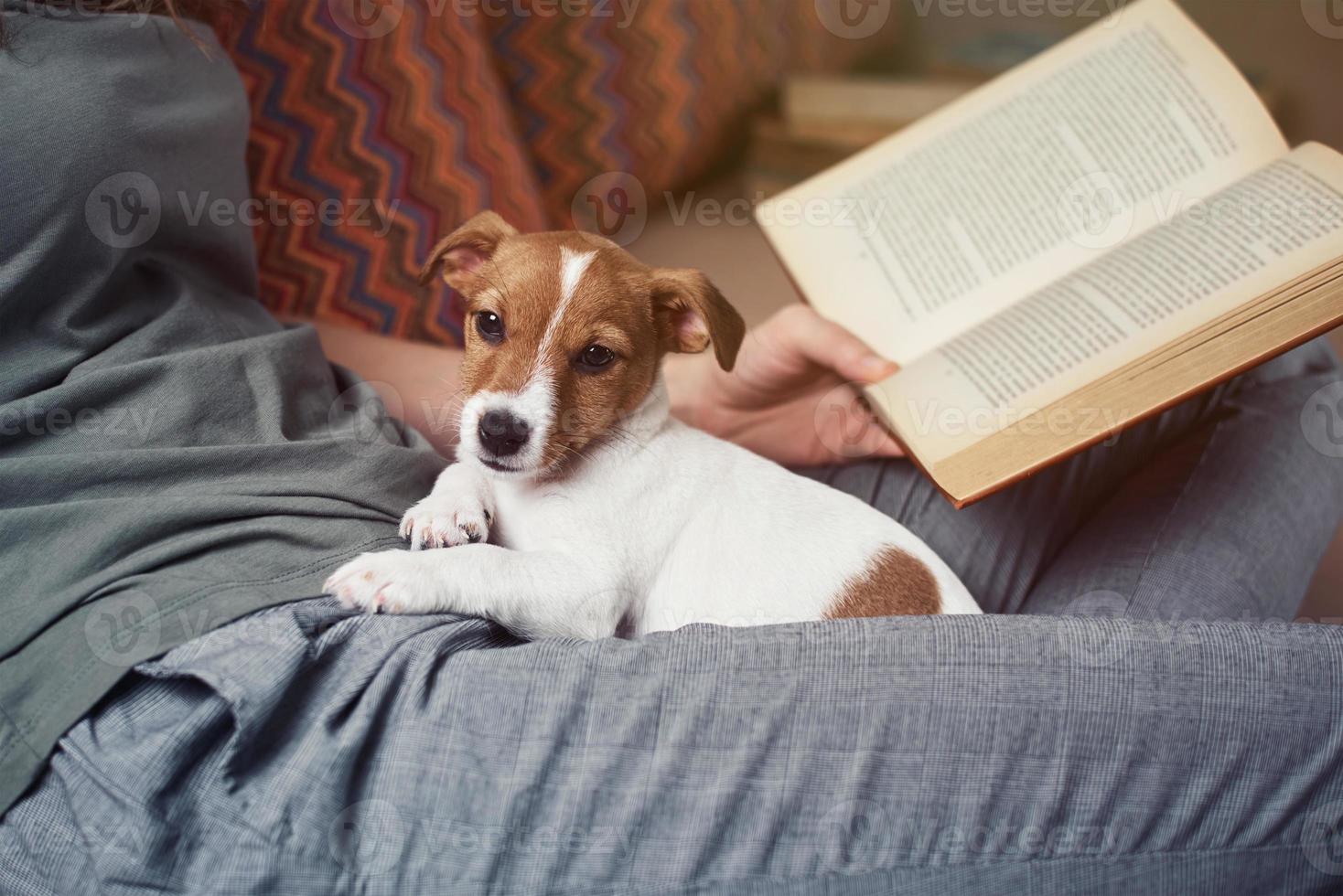 kvinna avkopplande på soffa läsning bok med en domkraft russel valp hund. Hem fritid foto
