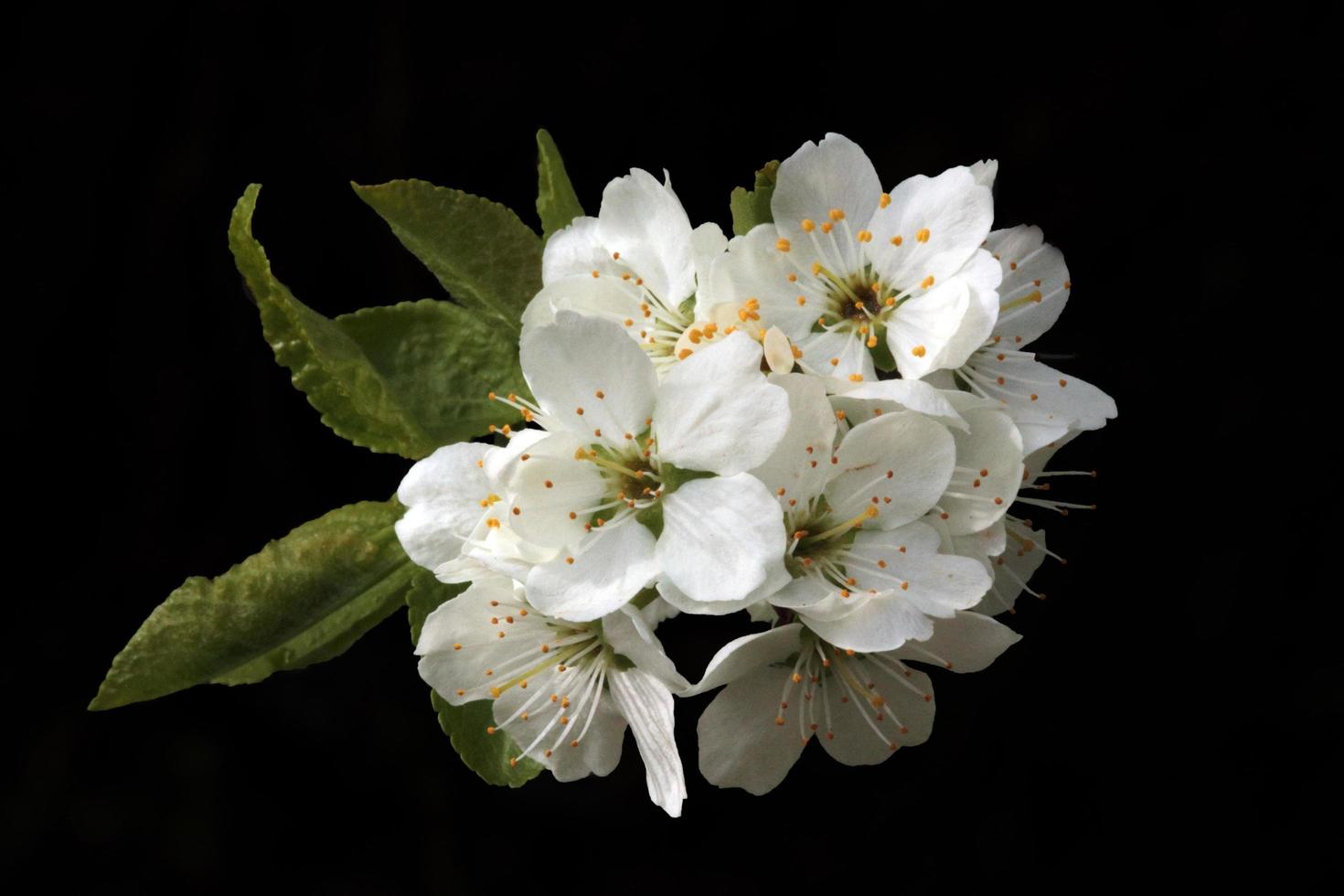 blomma bukett på svart foto