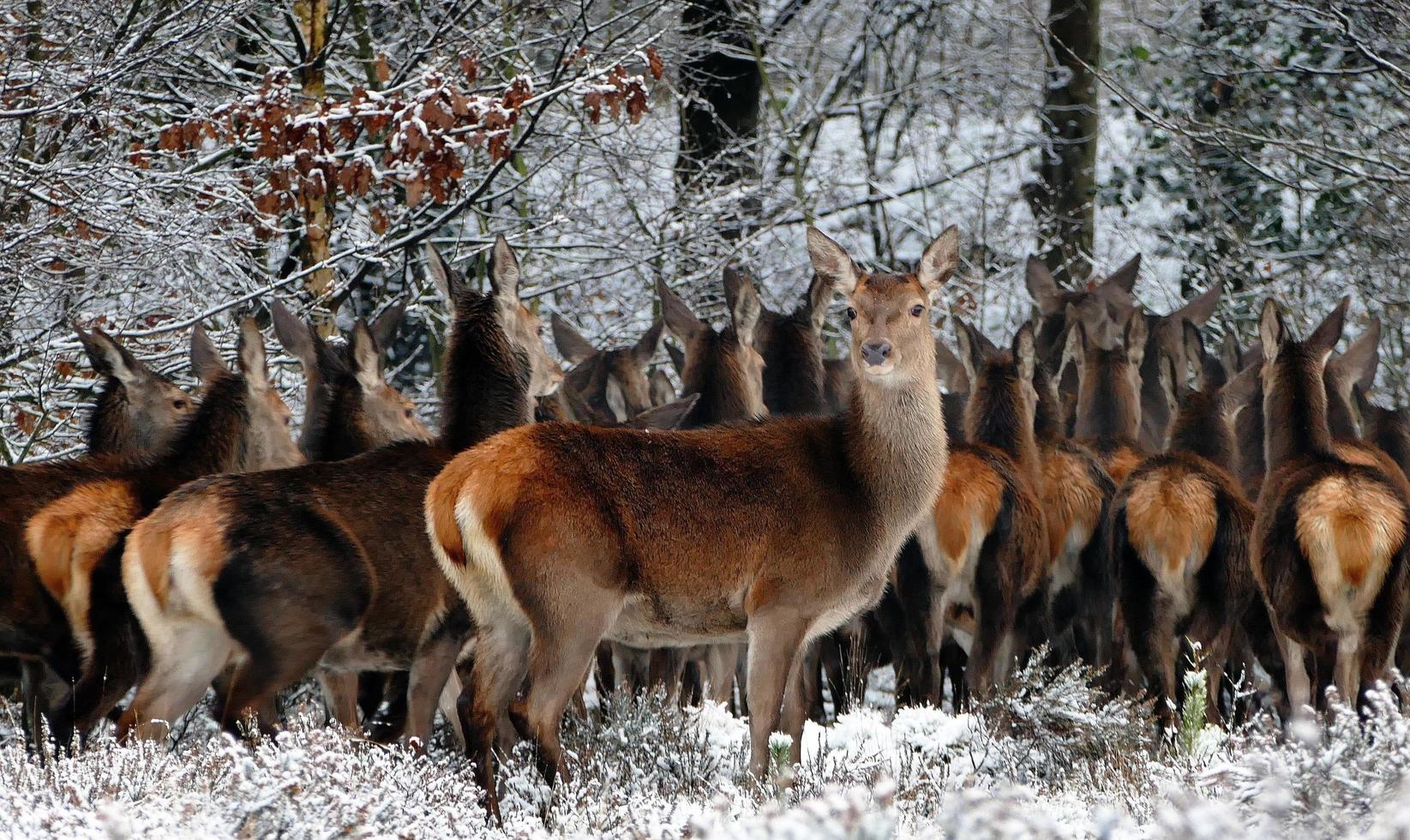 flock kronhjortar foto