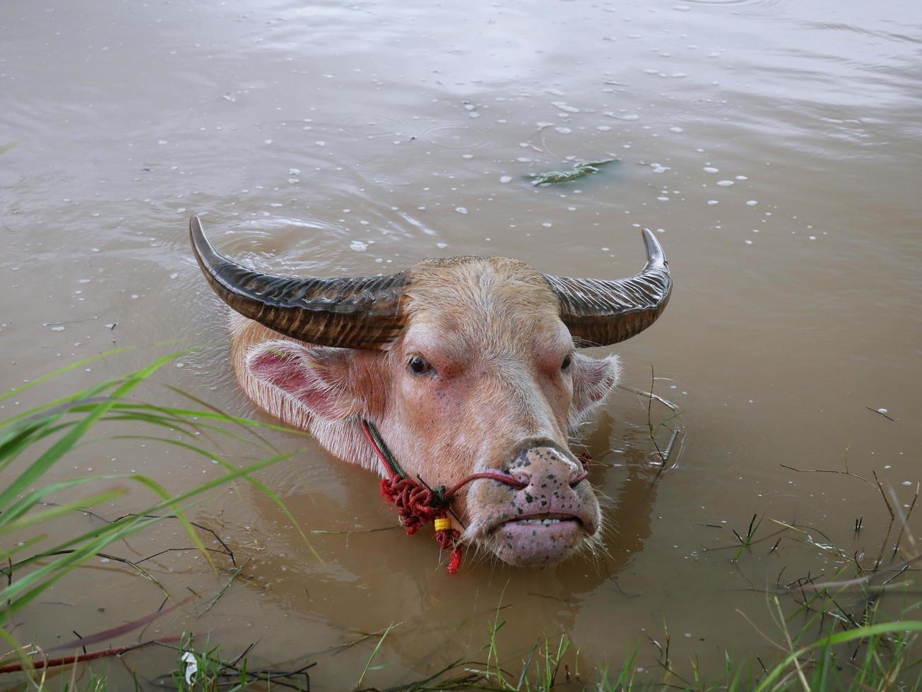 vatten buffel i de kanal till Häftigt av. foto