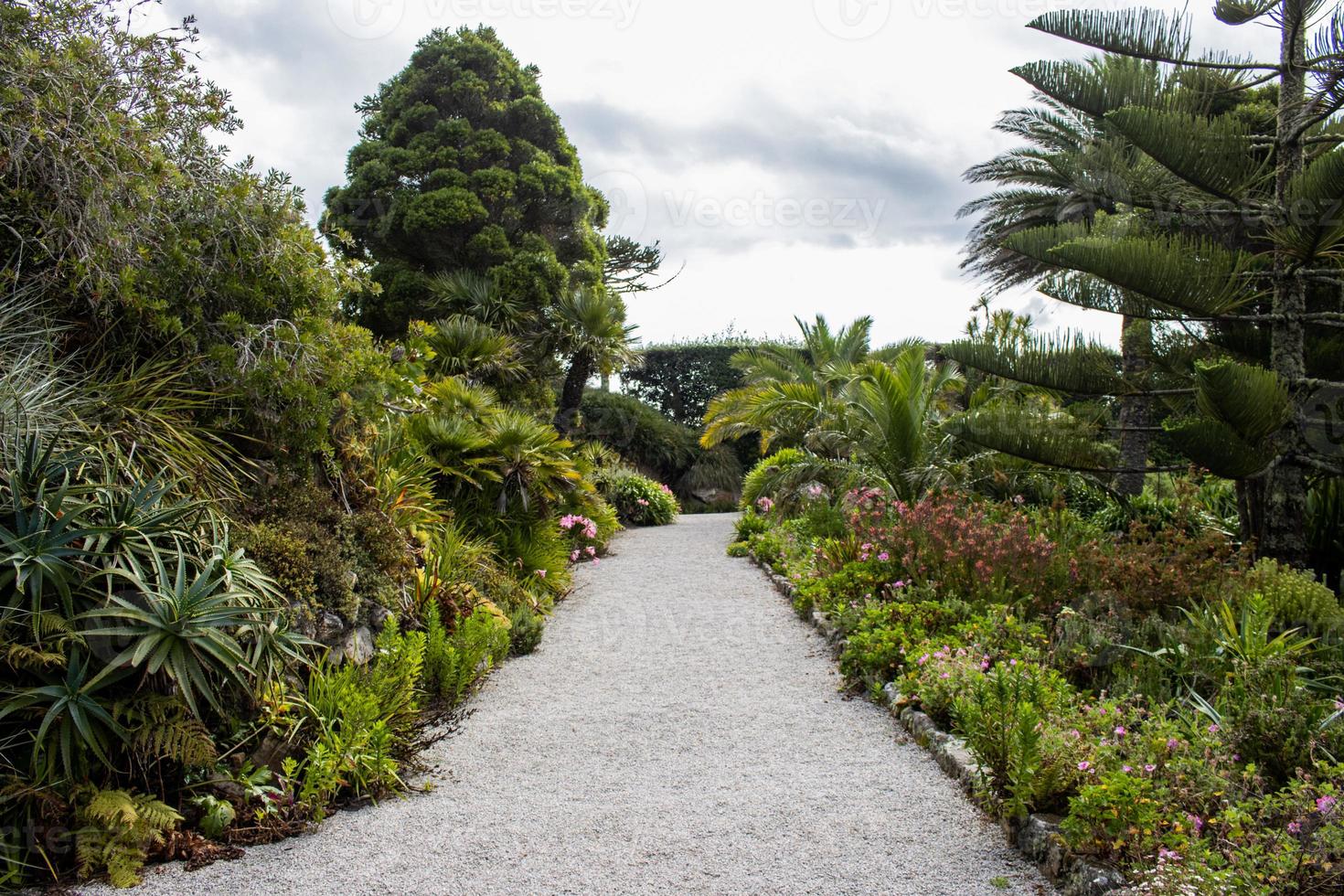 tropisk trädgårdar med handflatan träd i Funchal, madeira foto