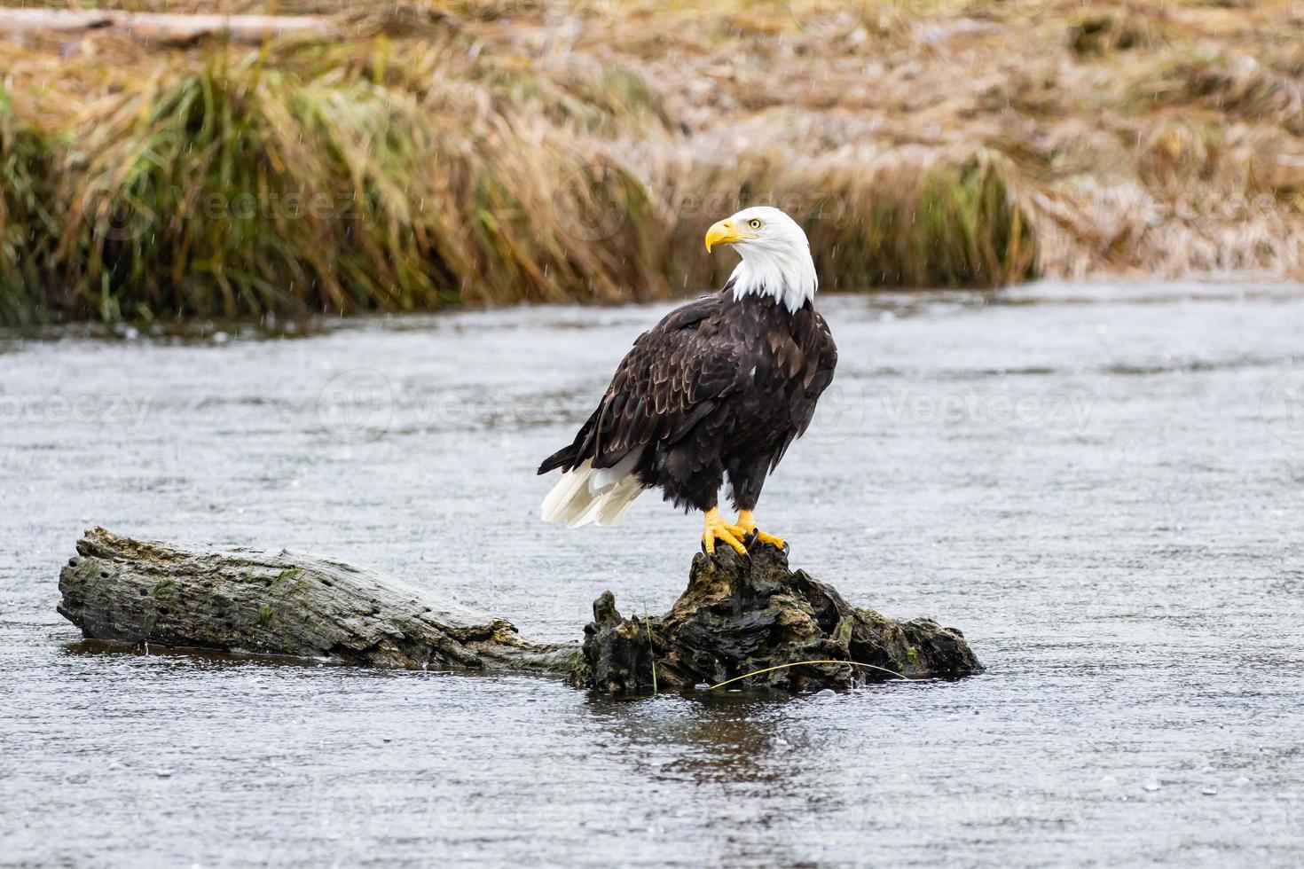 en skallig Örn Sammanträde på en logga i brittiskt columbia foto