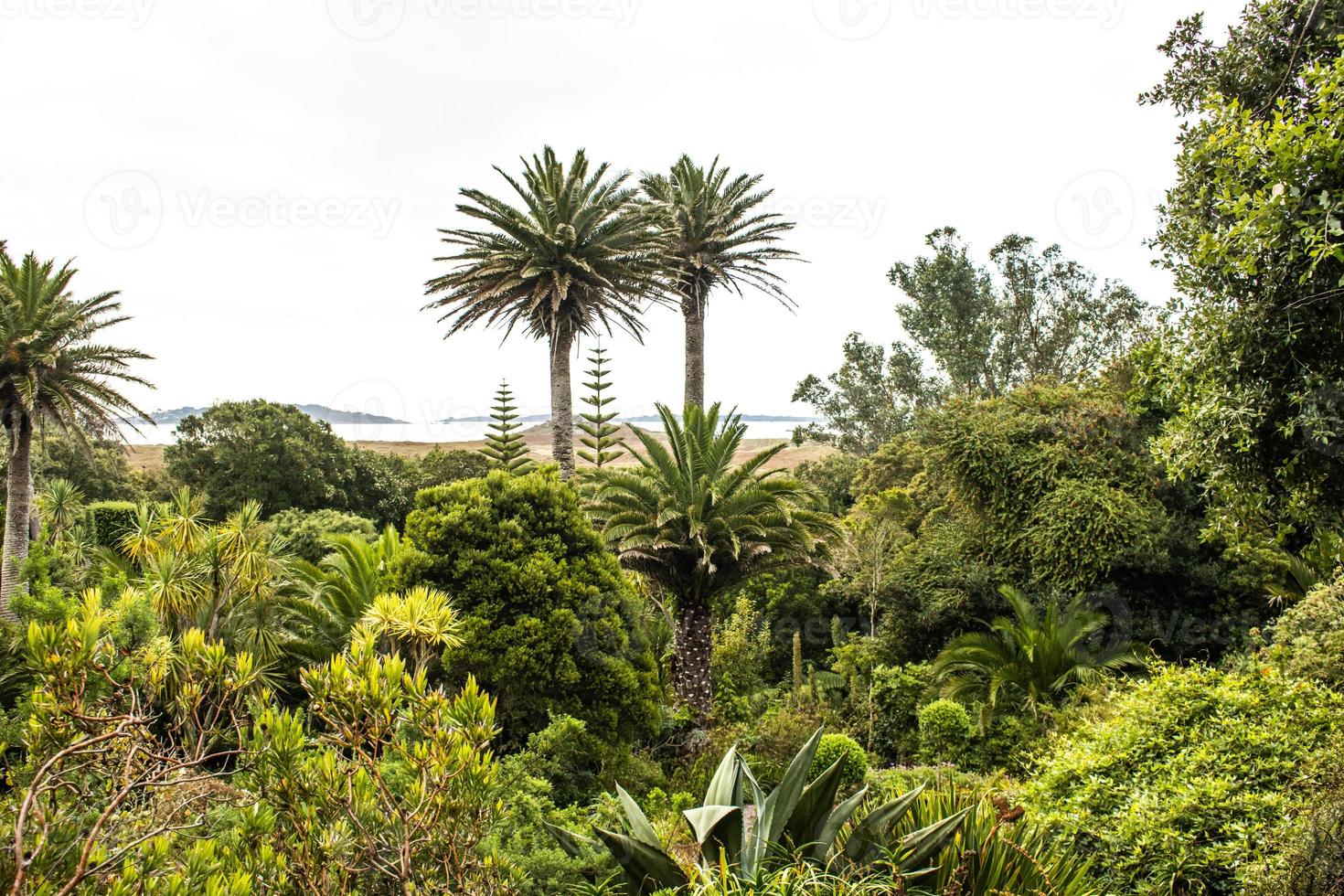tropisk trädgård med handflatan träd i de öar av scilly foto