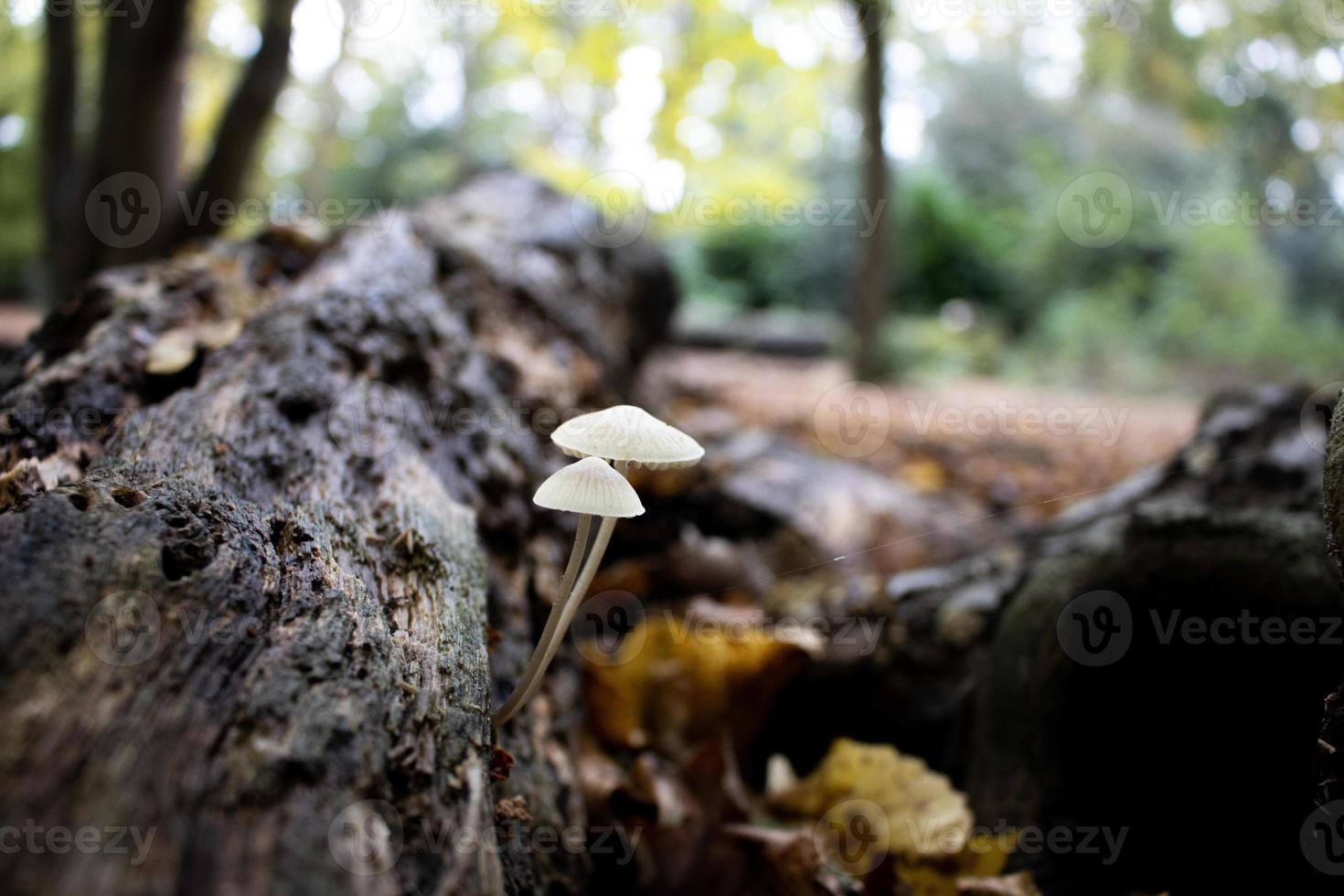 svamp växande på rutten trä i de skog foto