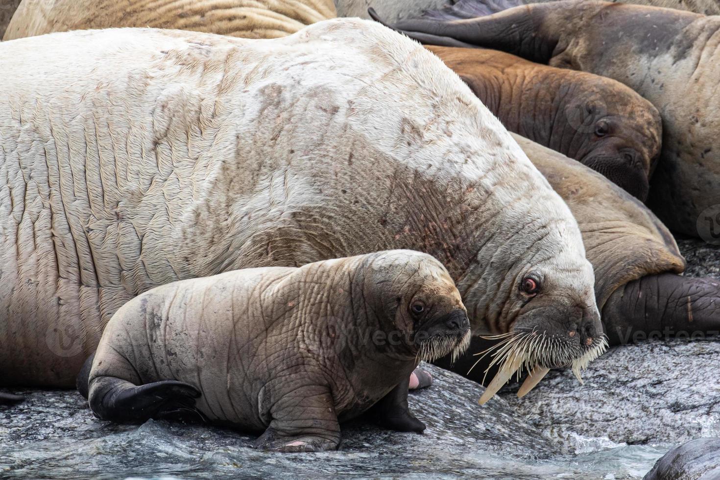 en valross koloni i svalbard i de arktisk foto