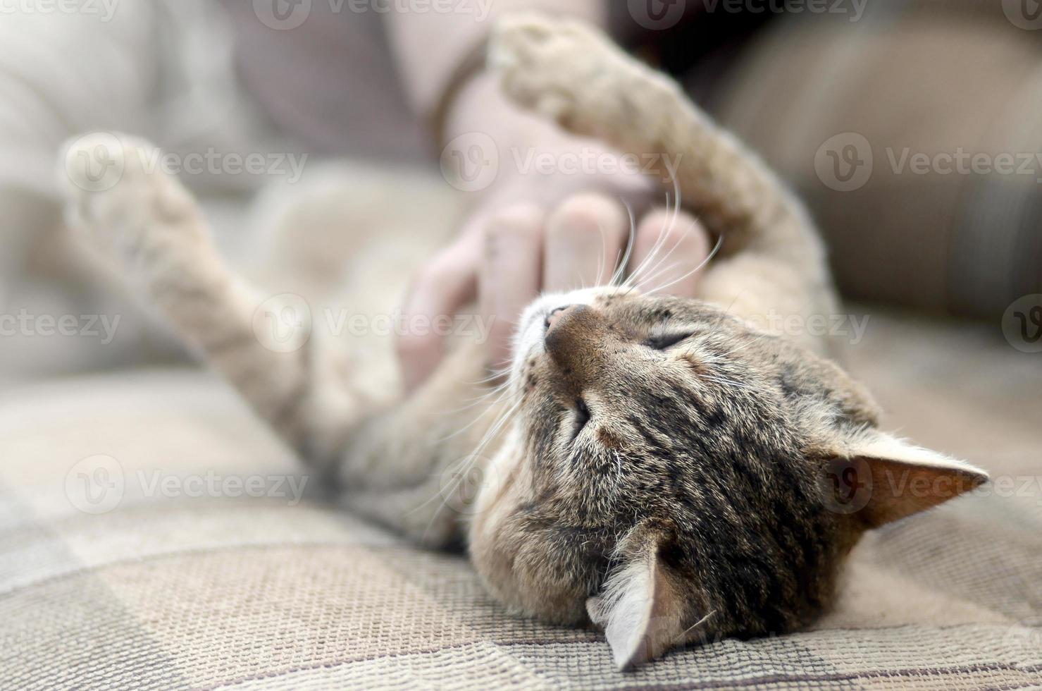 en söt stor brun tabby katt liggande på de mjuk soffa lat medan de hand kliar sig hans nacke foto