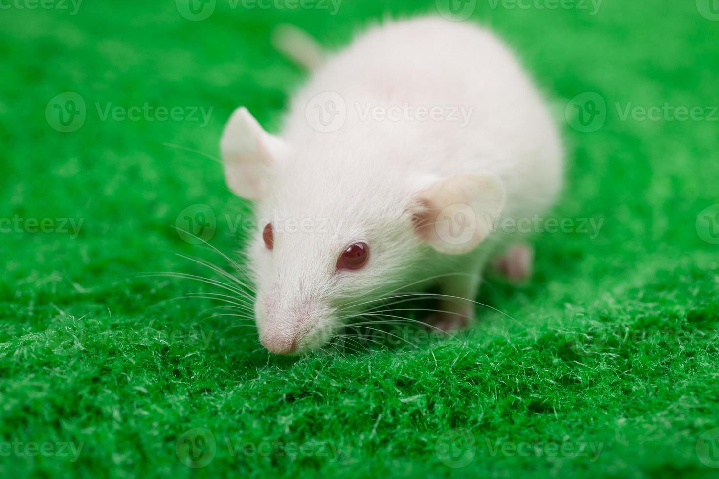vit mus på en grön gräs bakgrund foto
