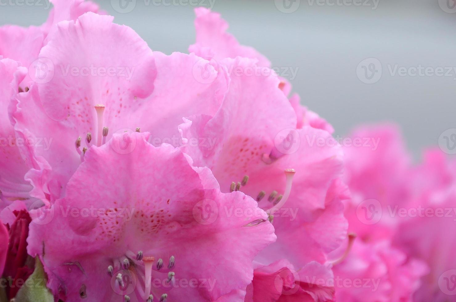 en stor buske blomning rosa rhododendron i botanisk trädgård foto