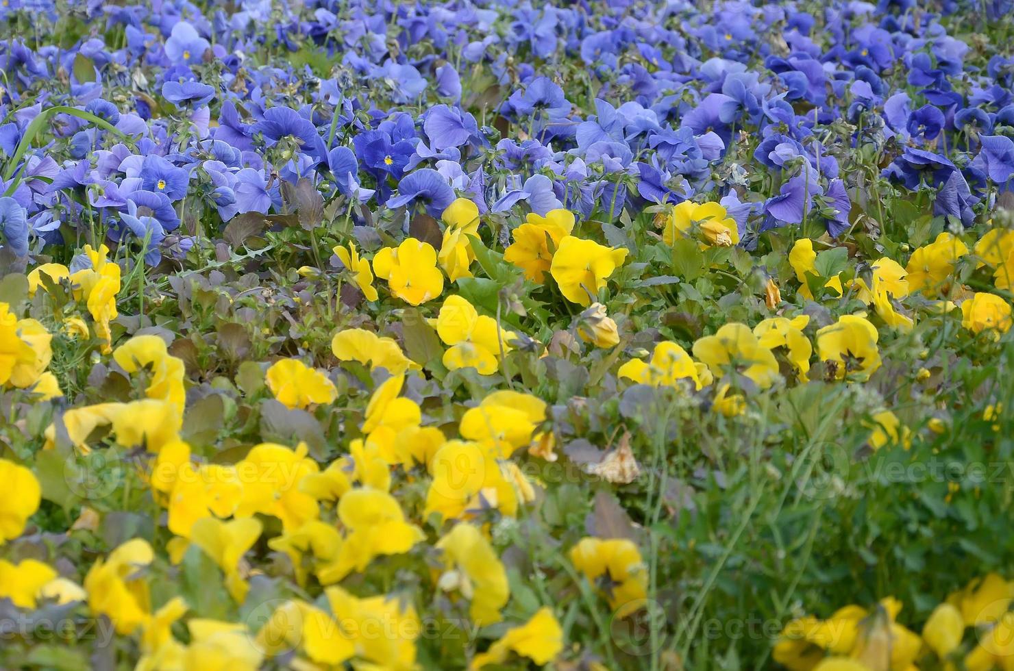 skön violett och gul blomstrande pansies i de vår trädgård foto