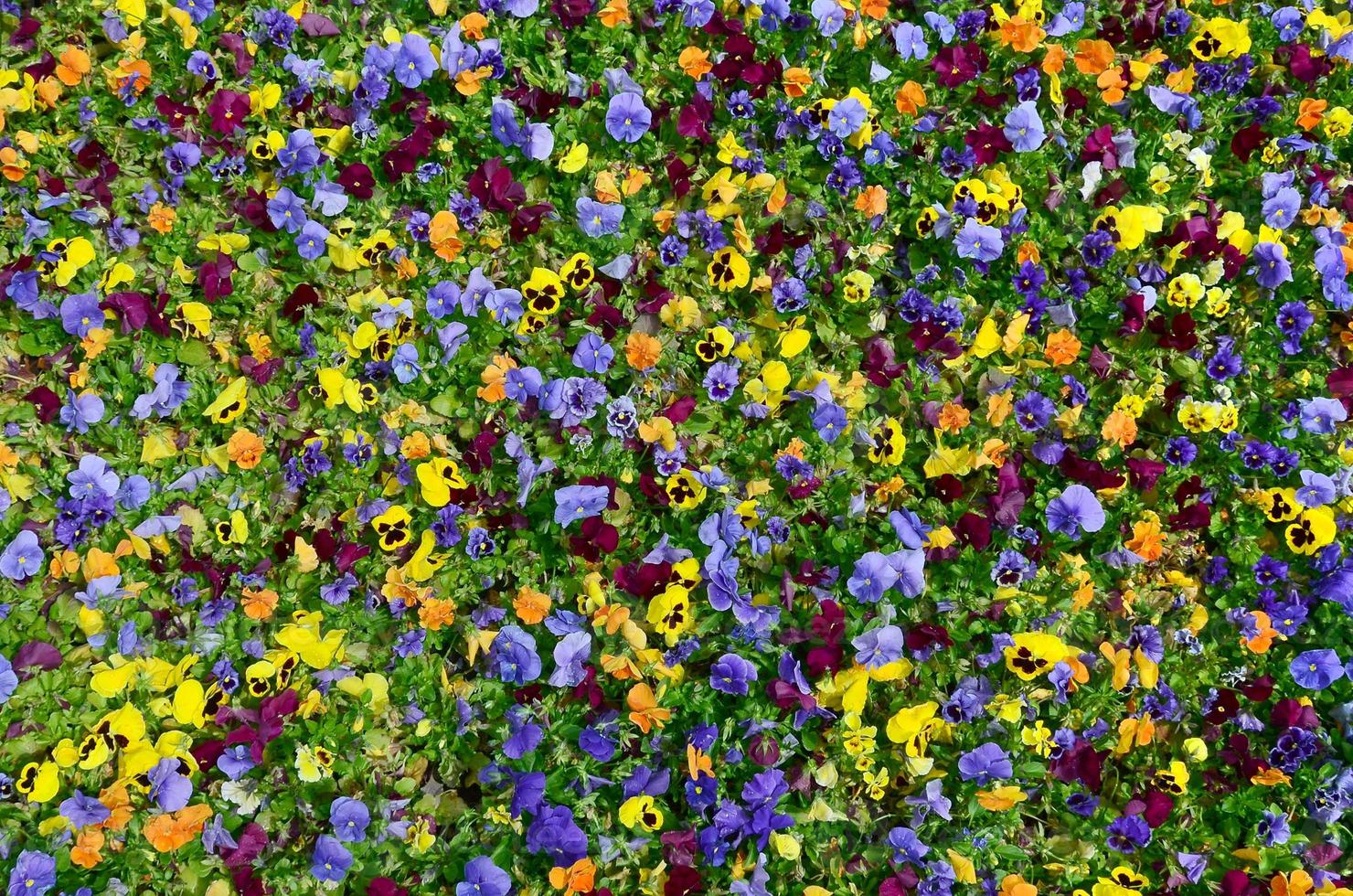 Flerfärgad fikus blommor eller pansies stänga upp som bakgrund eller kort foto