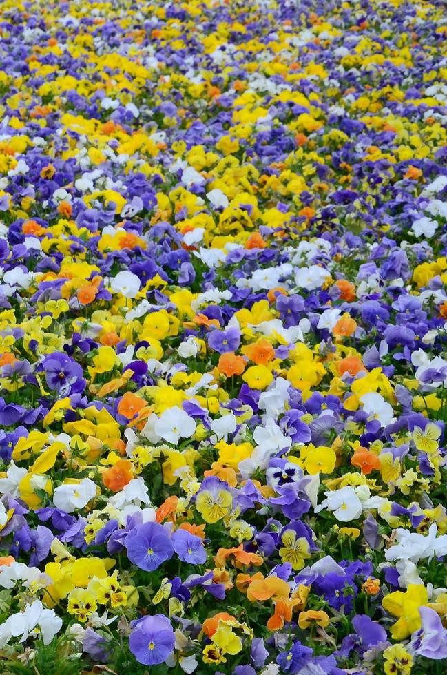 Flerfärgad fikus blommor eller pansies stänga upp som bakgrund eller kort foto