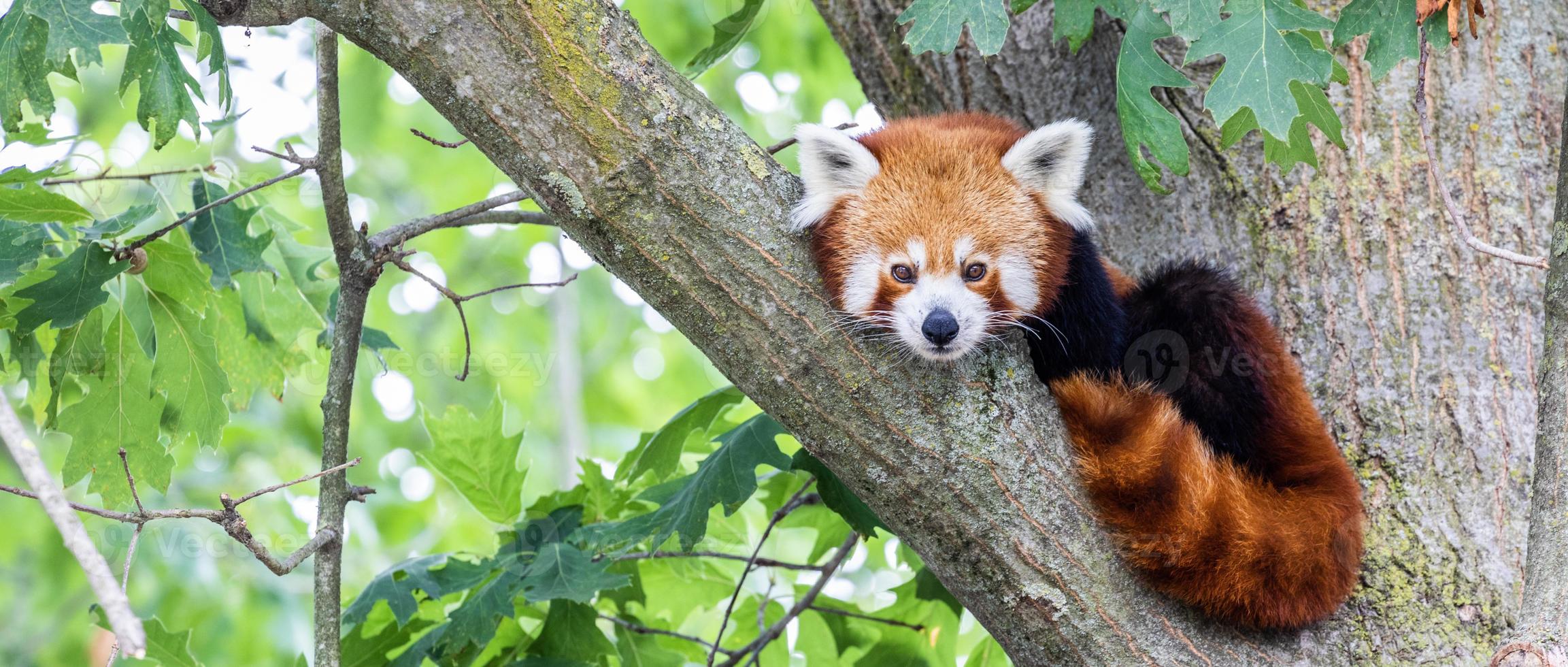 röd panda - ailurus fulgens - porträtt. gulligt djur som vilar lat på ett träd. foto