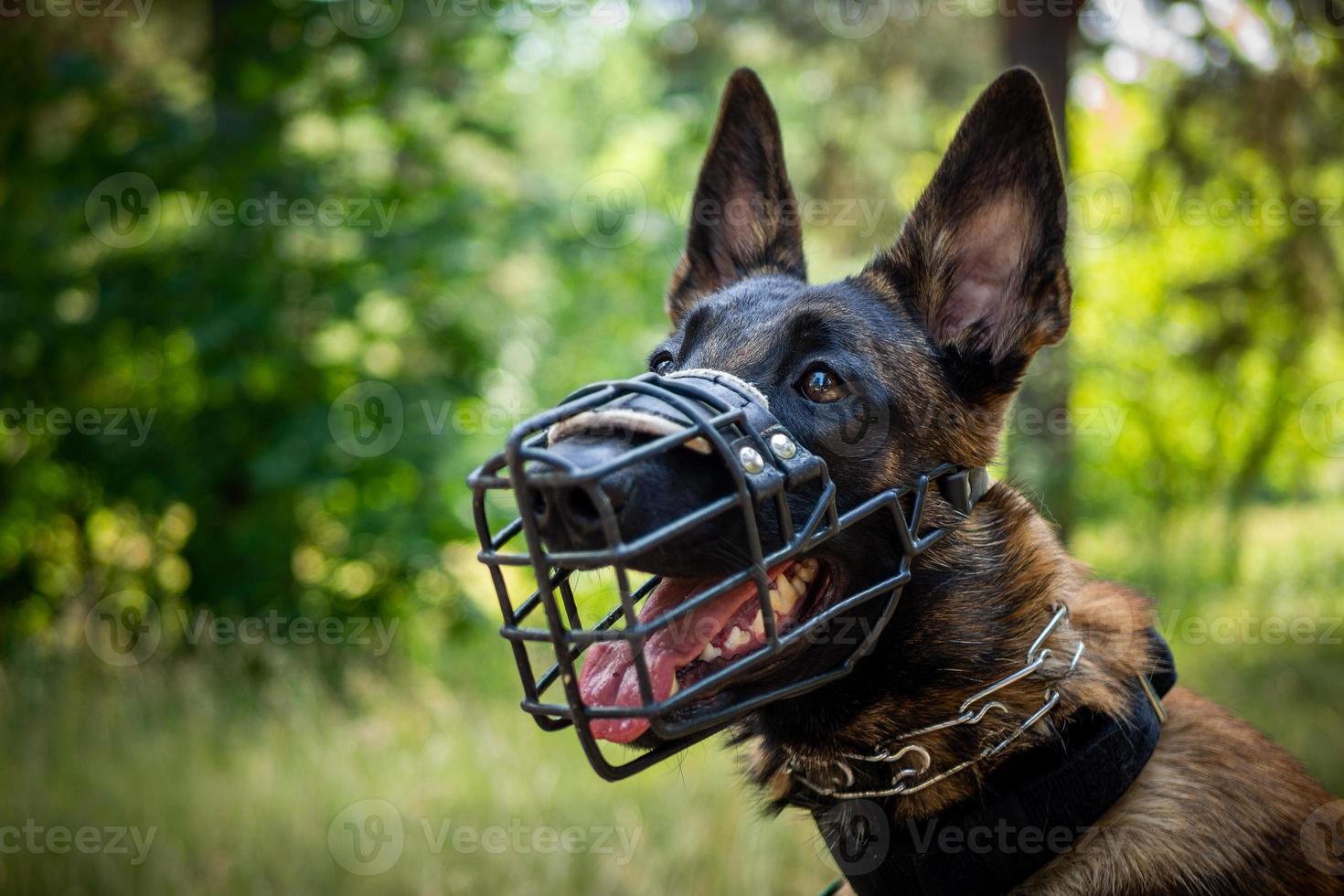 porträtt av en belgisk herde hund, på en promenad i en grön parkera. foto