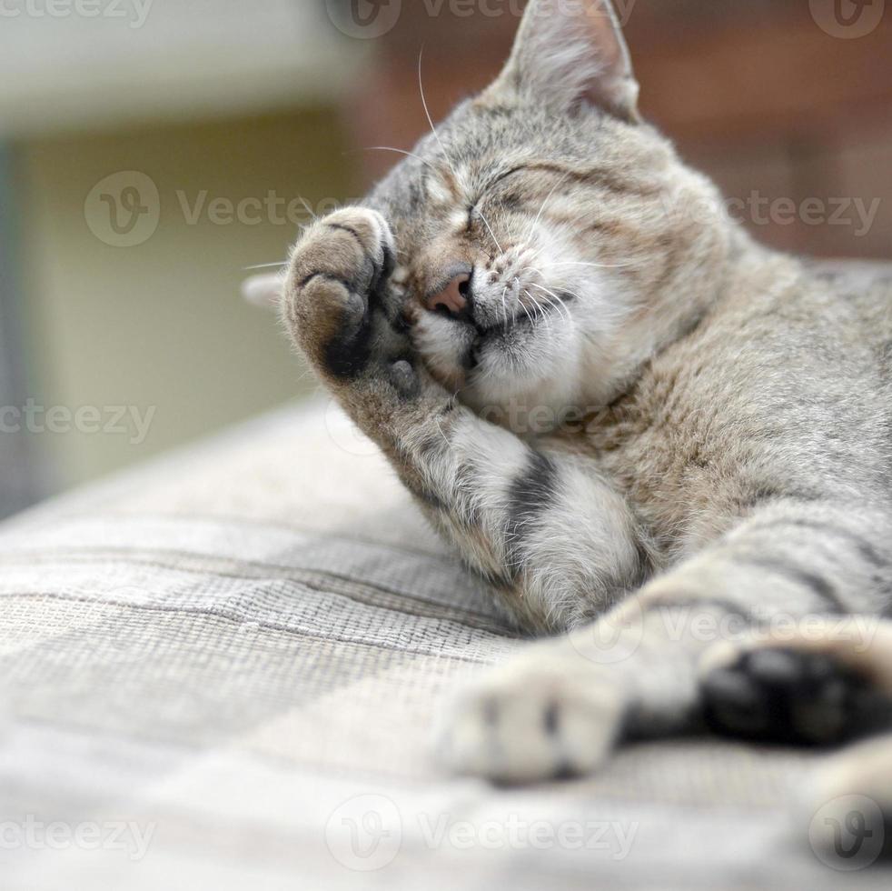 porträtt av tabby katt Sammanträde och slick hans hår utomhus och lögner på brun soffa foto