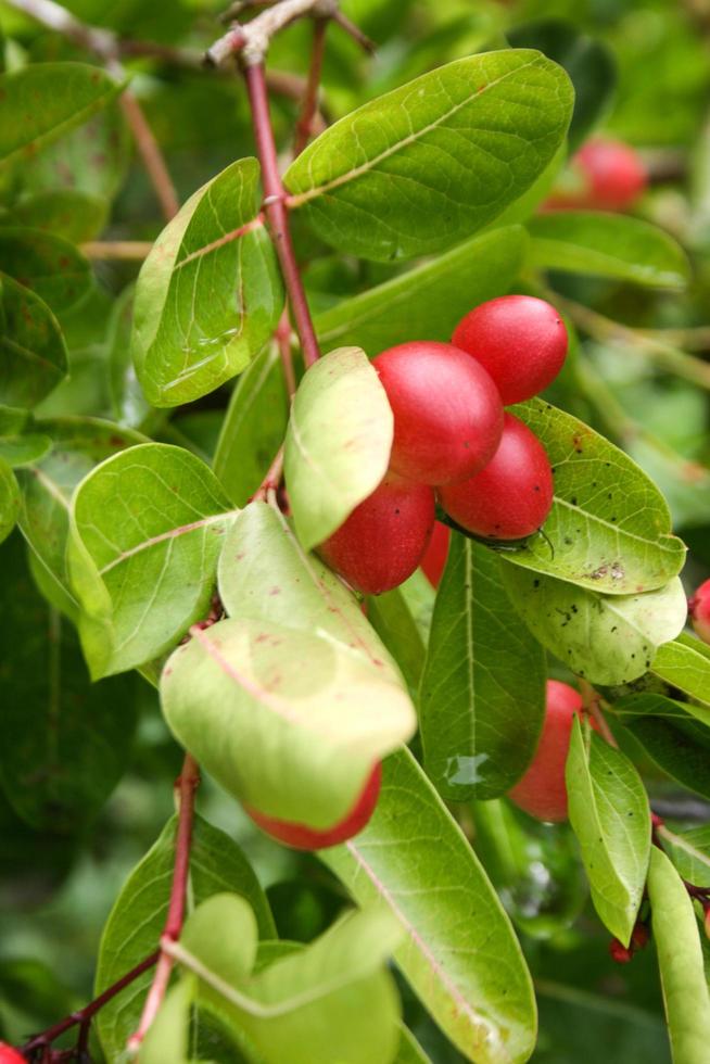 vild körsbär frukt i de skog trädgård foto