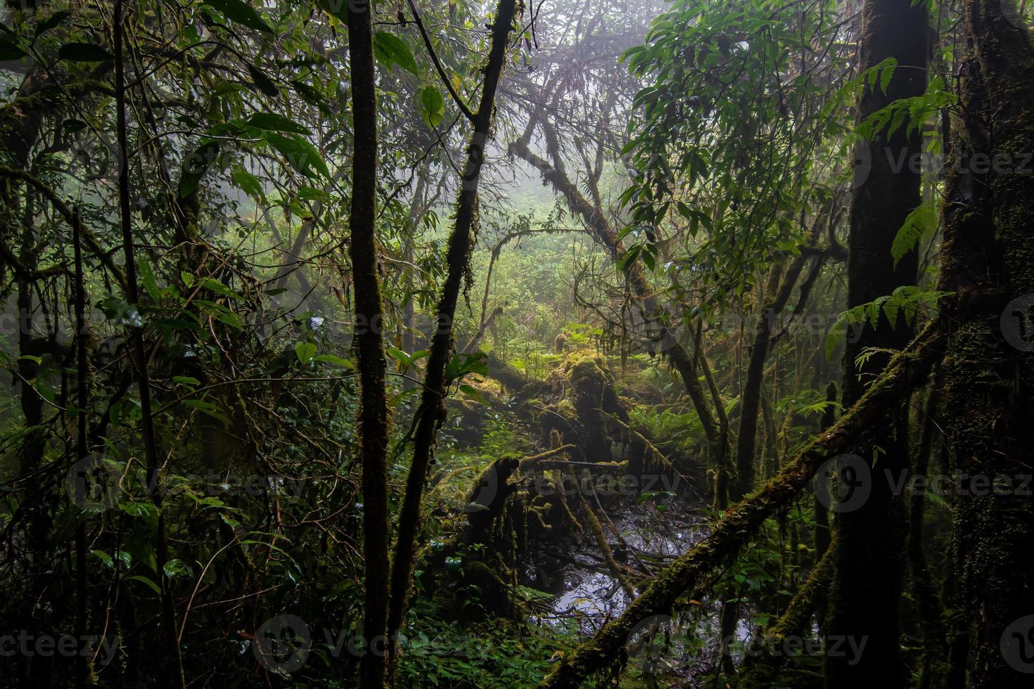 vacker regnskog vid ang ka naturstig i Doi Inthanon nationalpark, thailand foto