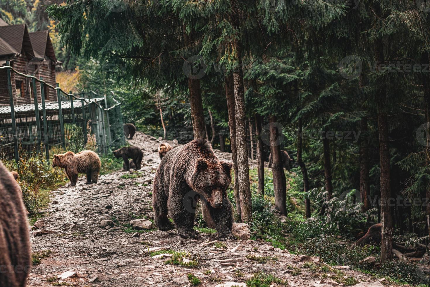 familj av brun björnar i de skog. skön se av de skog foto