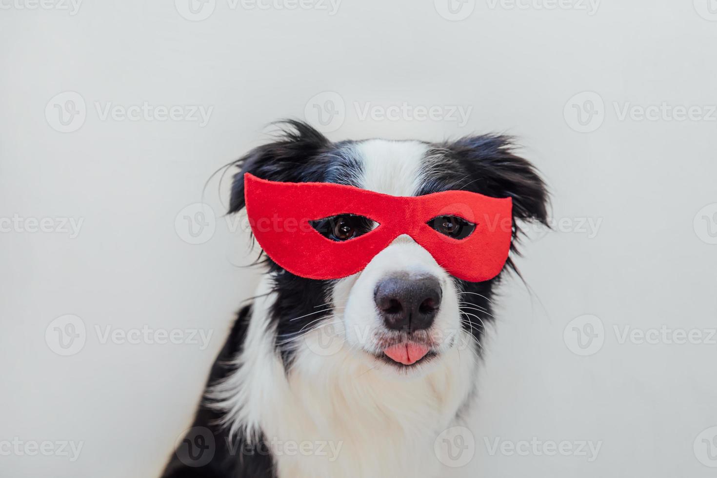 roliga porträtt av söt hund border collie i superhjälte kostym isolerad på vit bakgrund. valp som bär röd superhjältemask i karneval eller halloween. rättvisa hjälp styrka koncept. foto