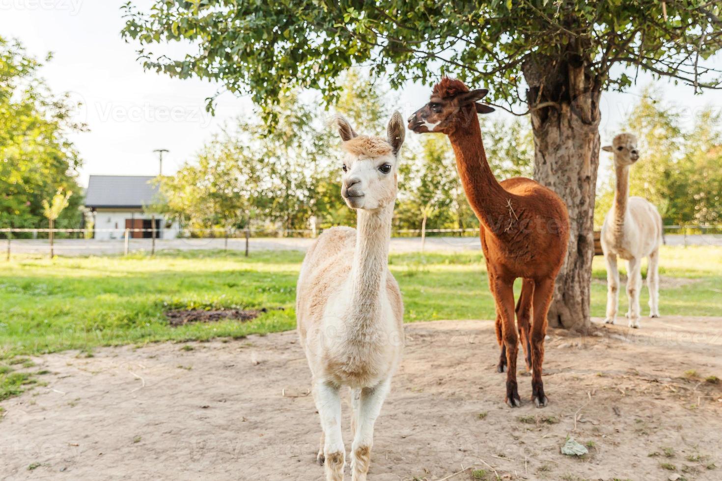 söt alpacka med roligt ansikte som kopplar av på ranch på sommardagen. inhemska alpackor som betar på betesmark i naturlig eco-gård landsbygdsbakgrund. djurvård och ekologiskt jordbruk koncept foto