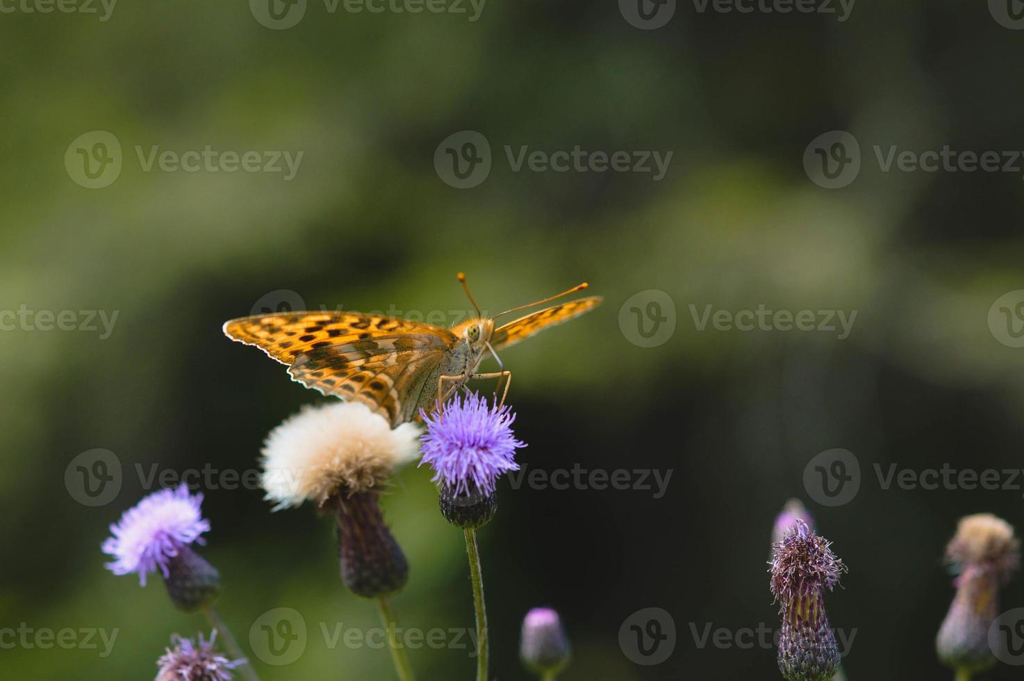 silver-tvättad fritillary fjäril i de vild makro stänga upp foto