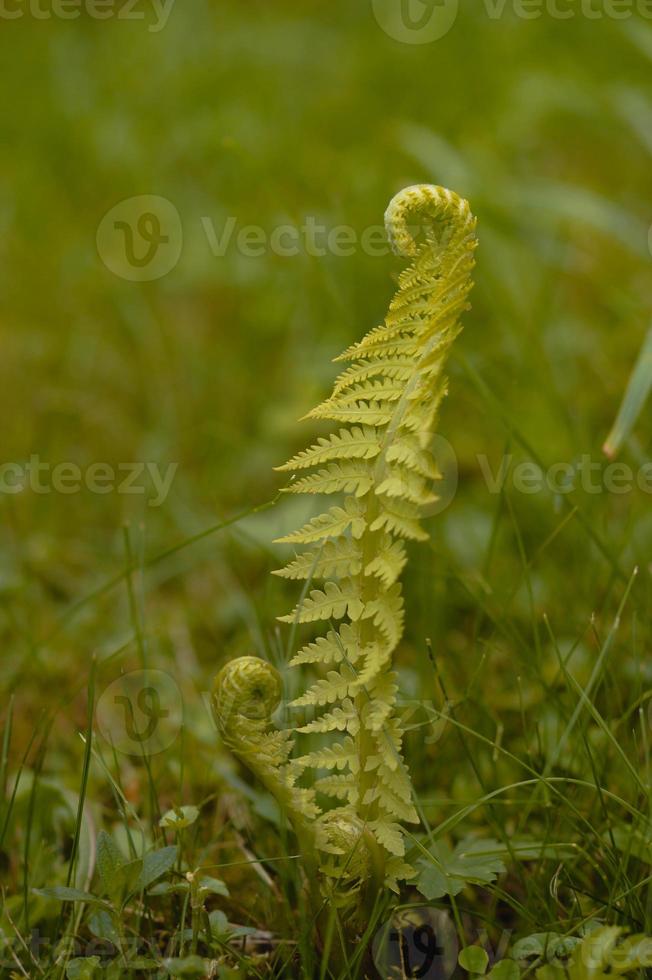 ormbunke blad i natur, grön blad, grön växt foto