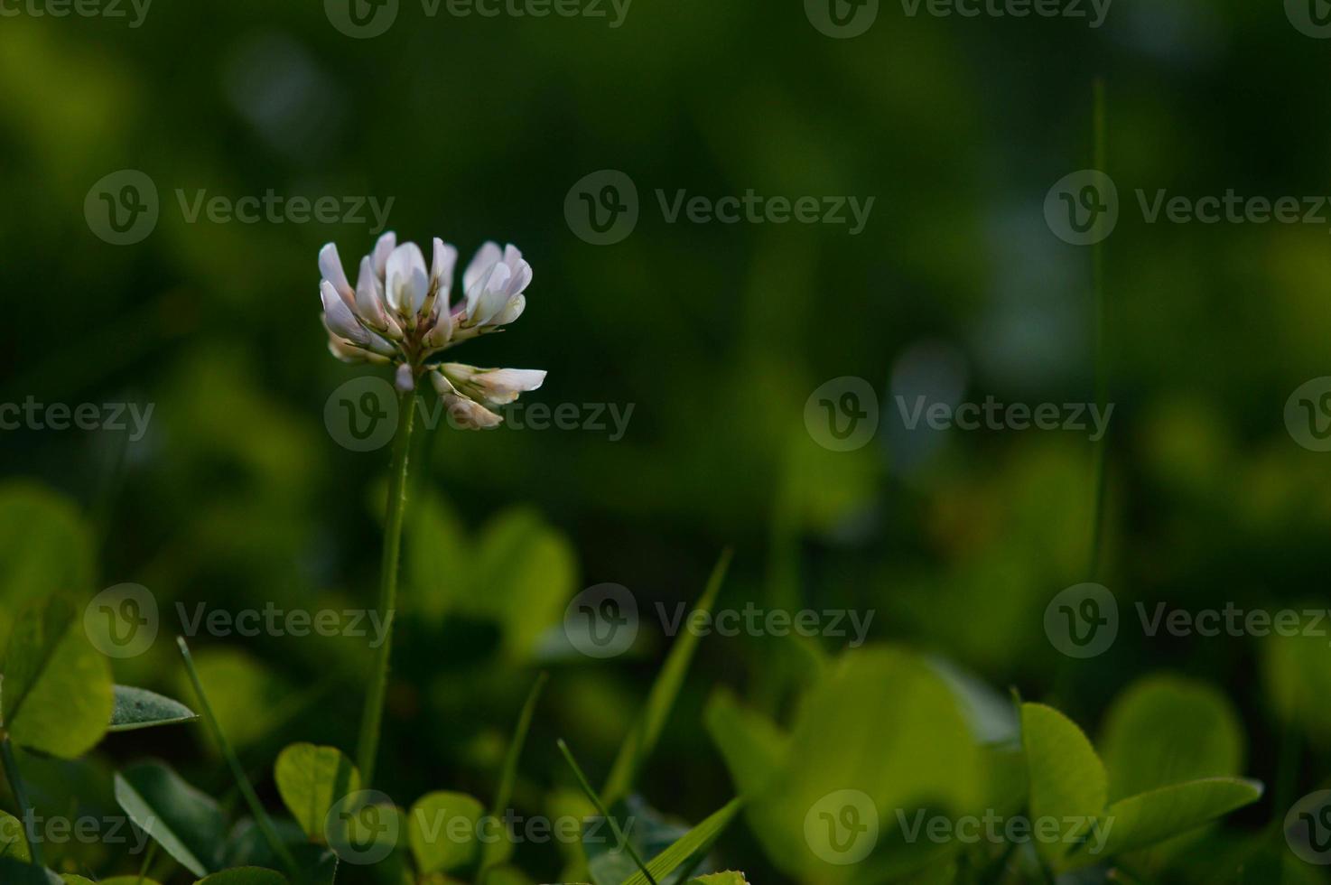 vit klöver i natur små vit blomma i natur, foto