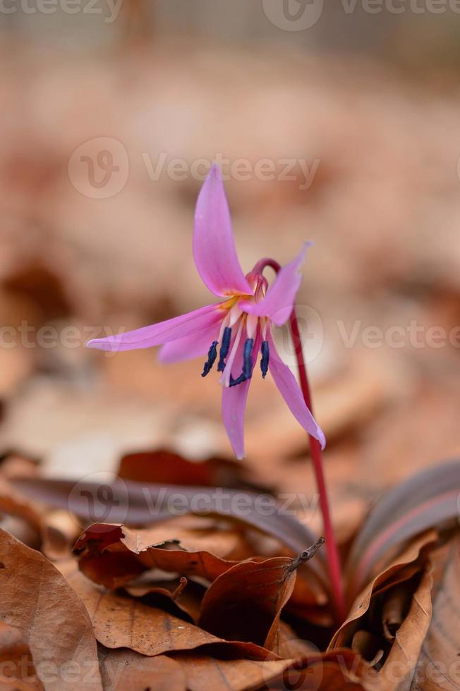 dogtooth violett vår lila, rosa blomma i de skogen. foto