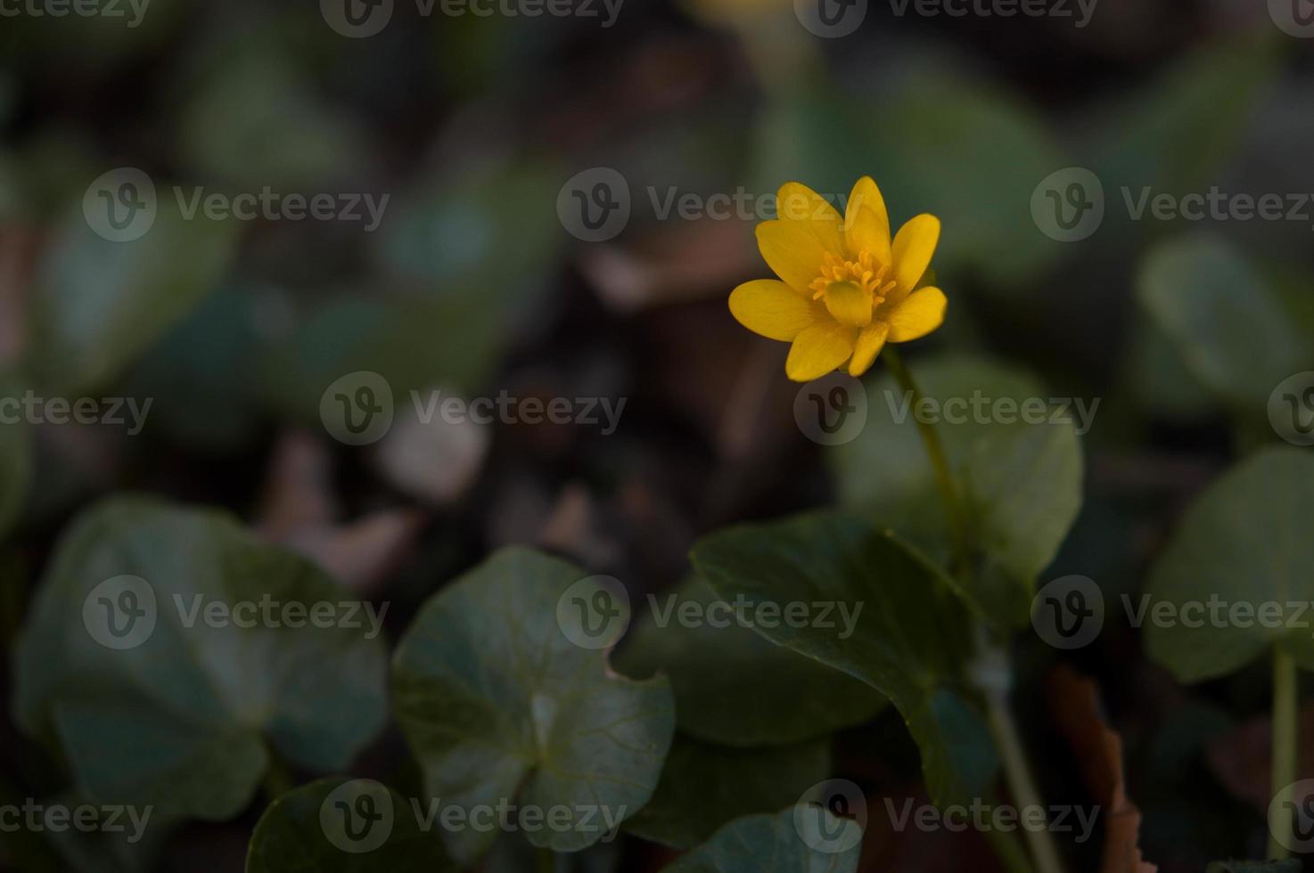 ficaria verna, mindre celandine gul vild blomma i natur foto