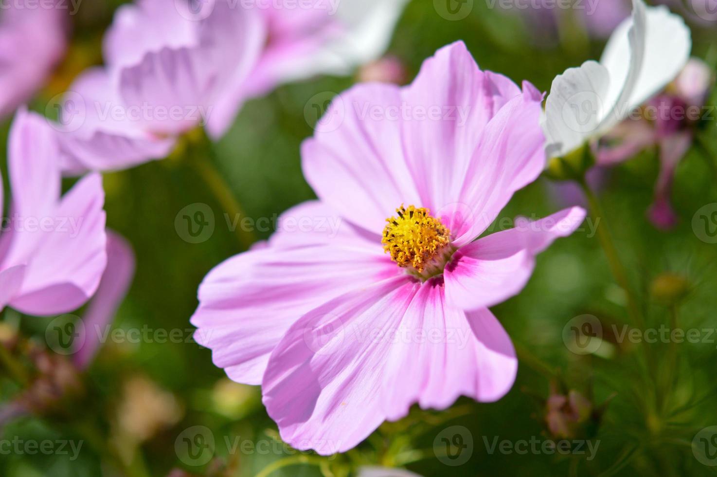 rosa kosmos blommor blomning, i de trädgård, stor kronblad foto