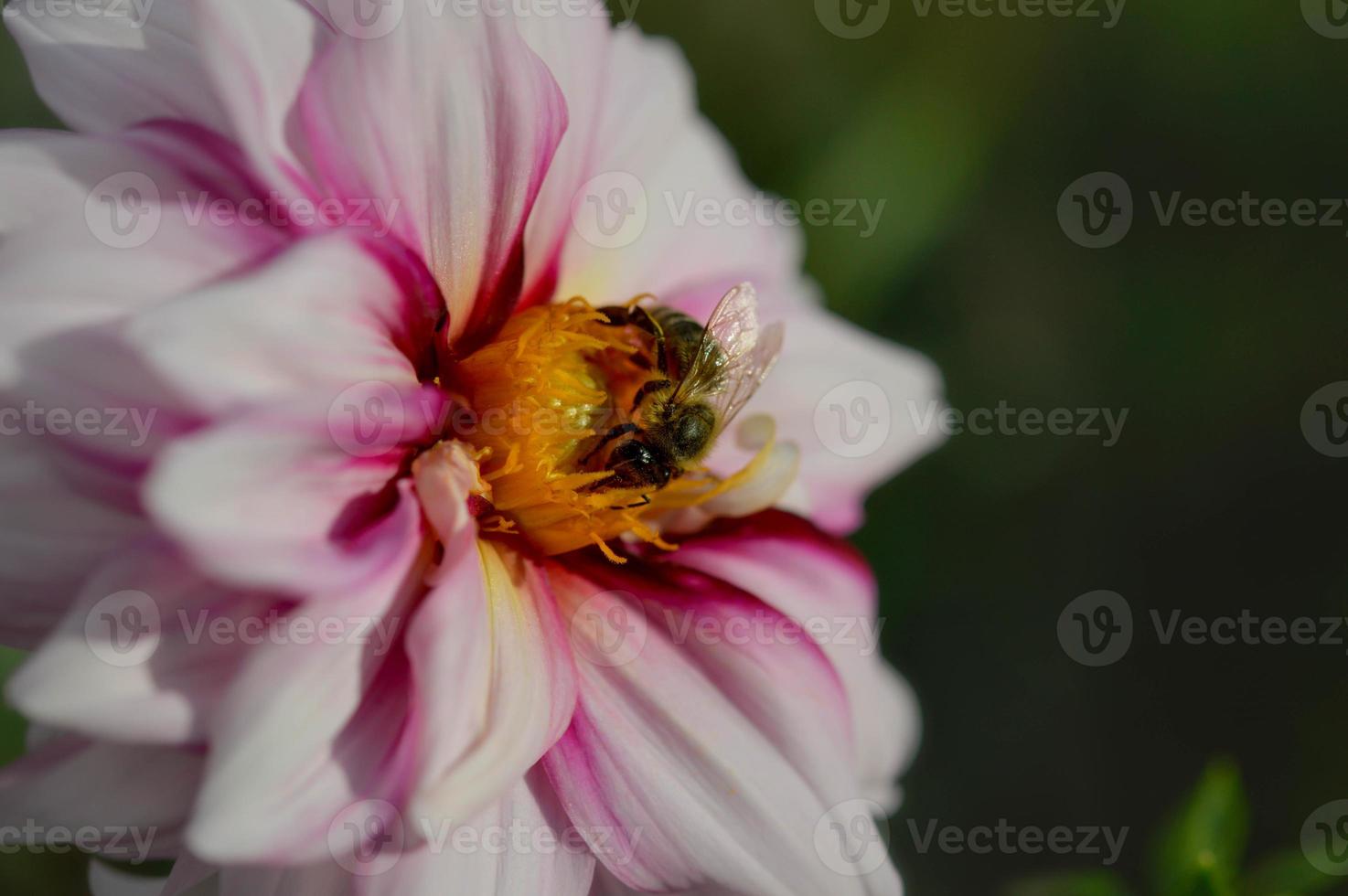 bi på en rosa dahlia blomma stänga upp, makro foto