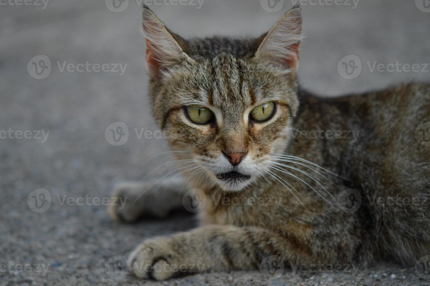 katt porträtt, randig herrelös katt på de jord, foto