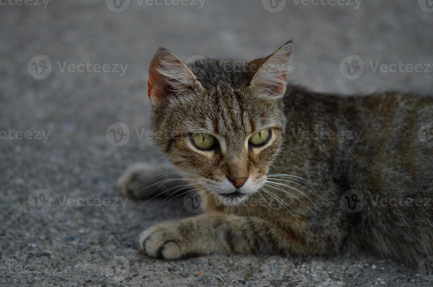 katt porträtt, randig herrelös katt på de jord, foto