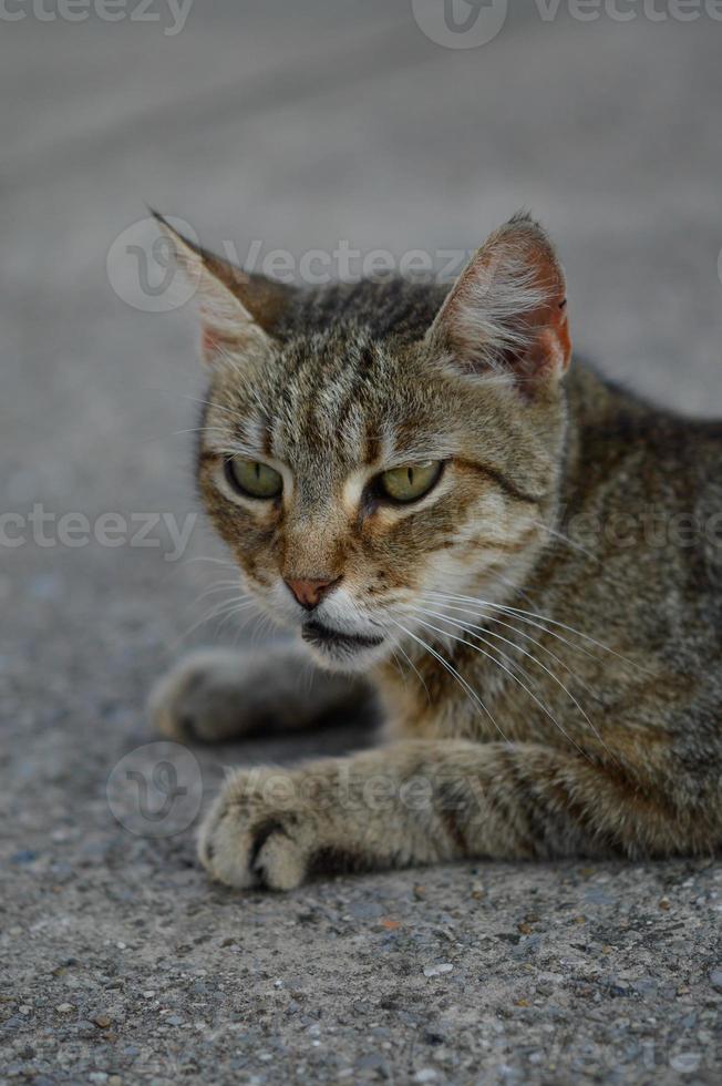 katt porträtt, randig herrelös katt på de jord, foto