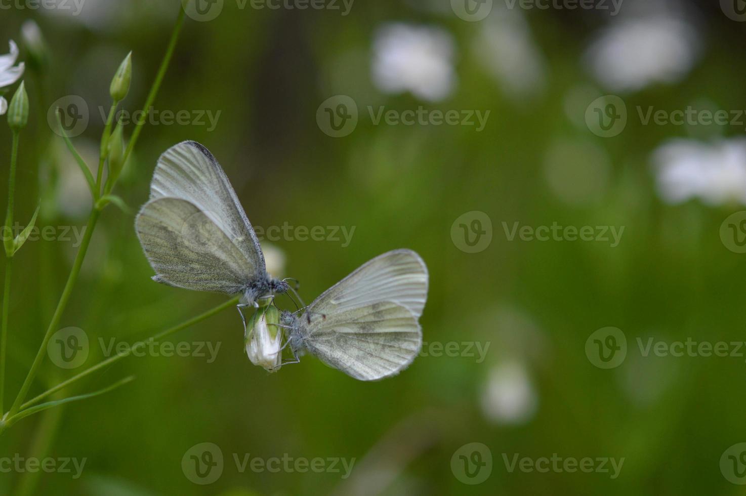 en par av trä vit fjäril makro på en blomma, två. foto