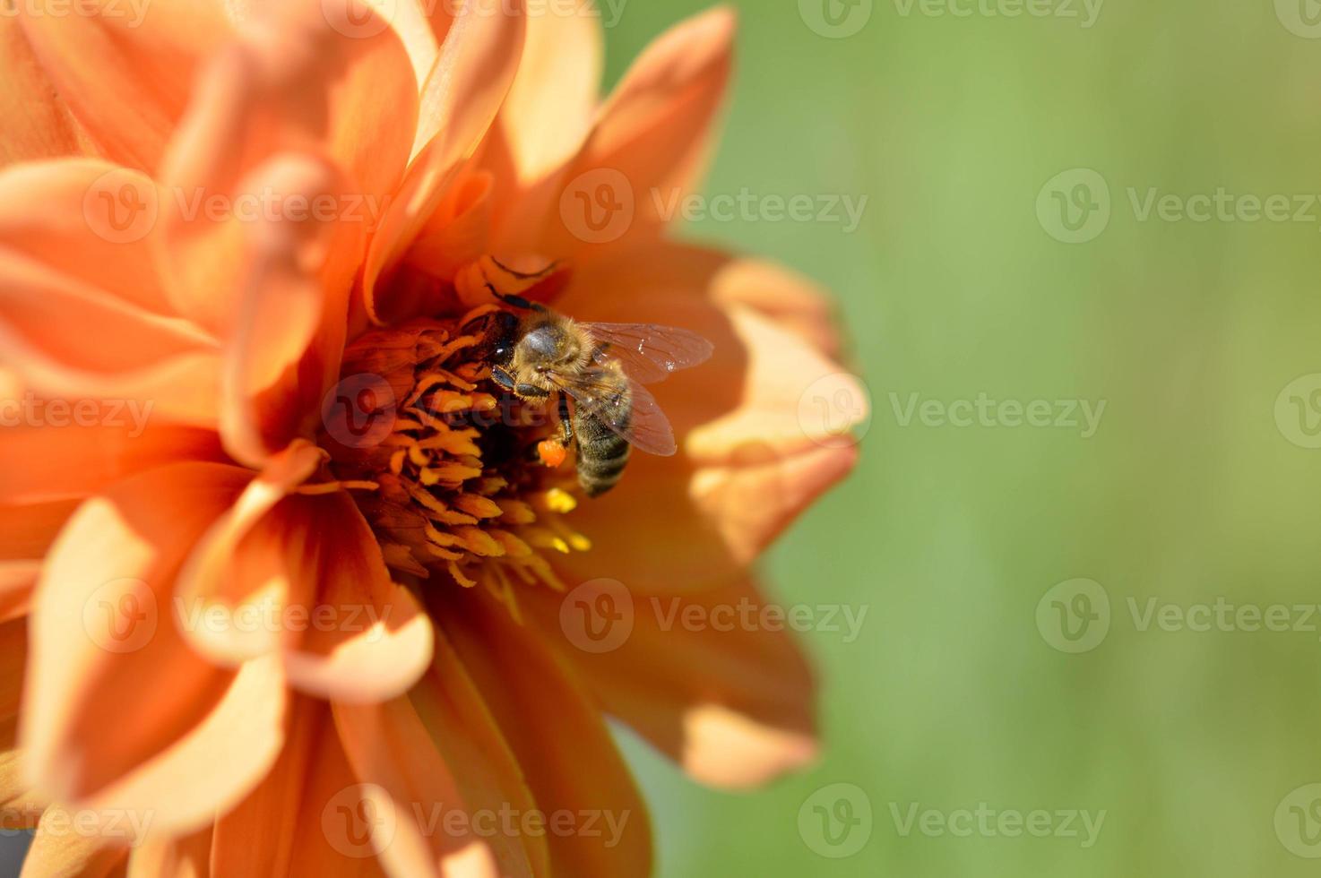 bi inuti en orange dahlia blomma arbetssätt, makro stänga upp. foto