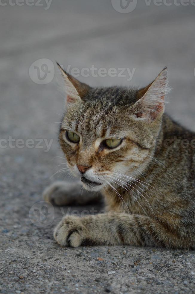 katt porträtt, randig herrelös katt på de jord, foto