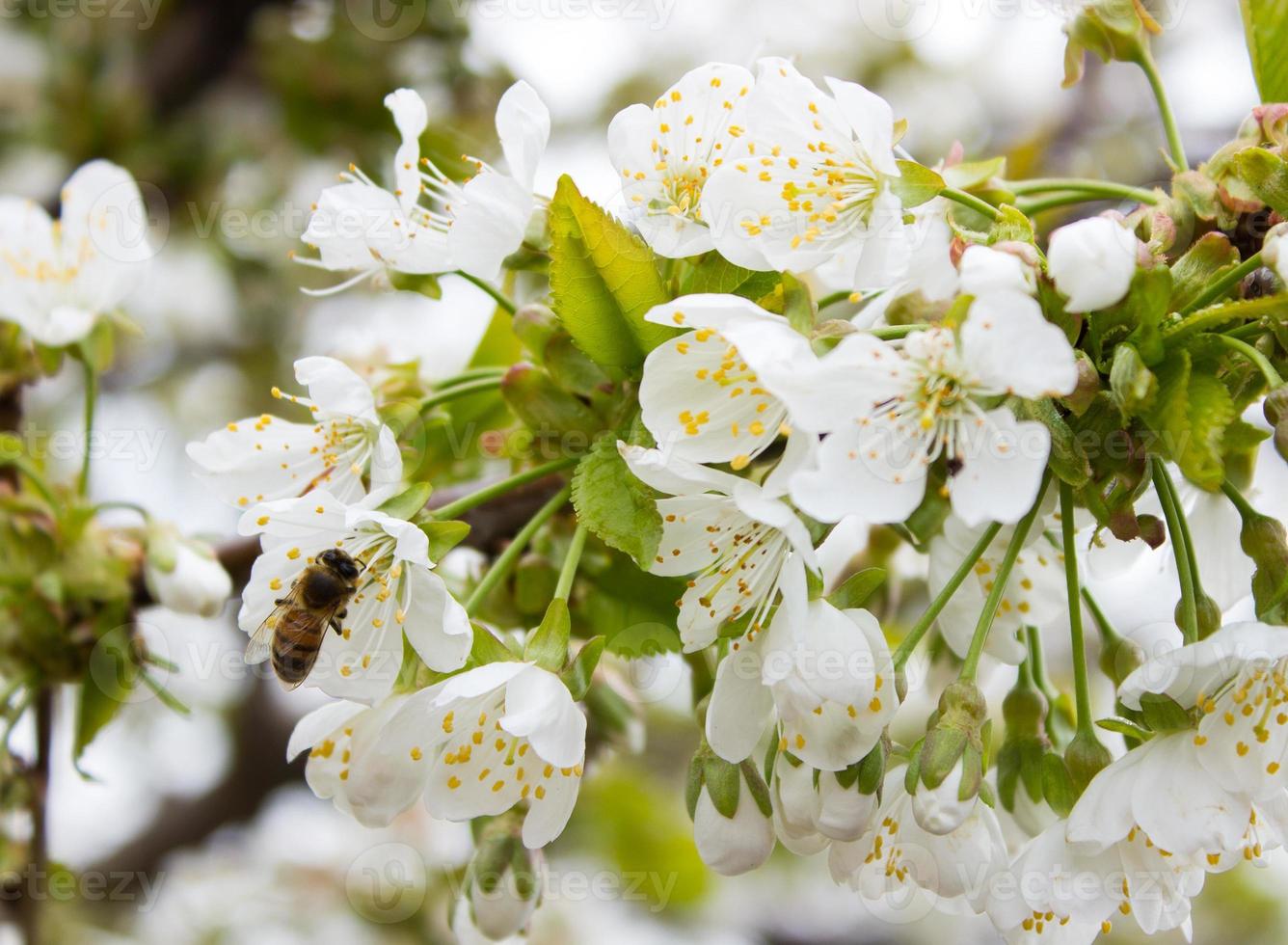 körsbär träd gren knopp blomma bakgrund som skön vår blomma blomning säsong begrepp. foto