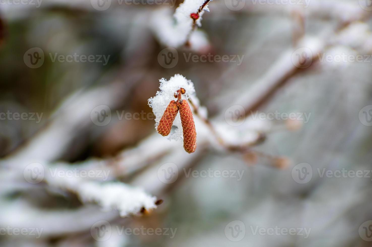 många bruna hasselnötsblommor på en gren på vintern foto