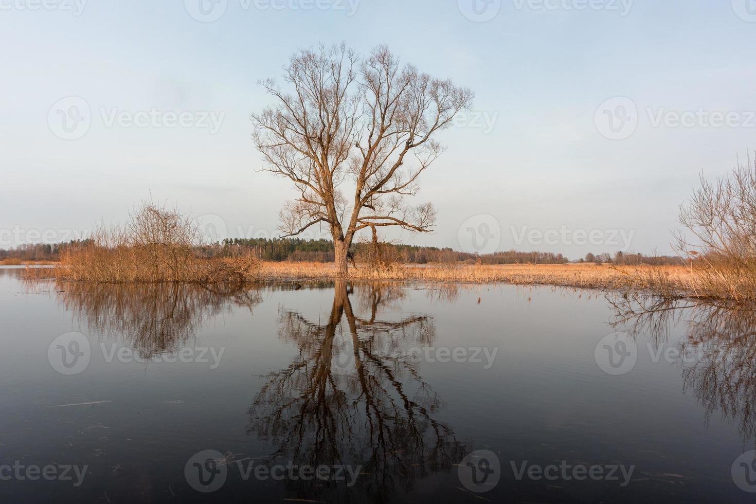 översvämmad ängar i vår foto