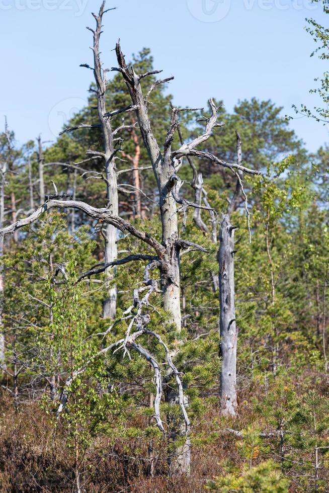 vår i de träsk sjöar foto