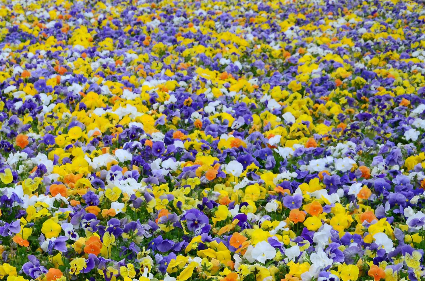 Flerfärgad fikus blommor eller pansies stänga upp som bakgrund eller kort foto