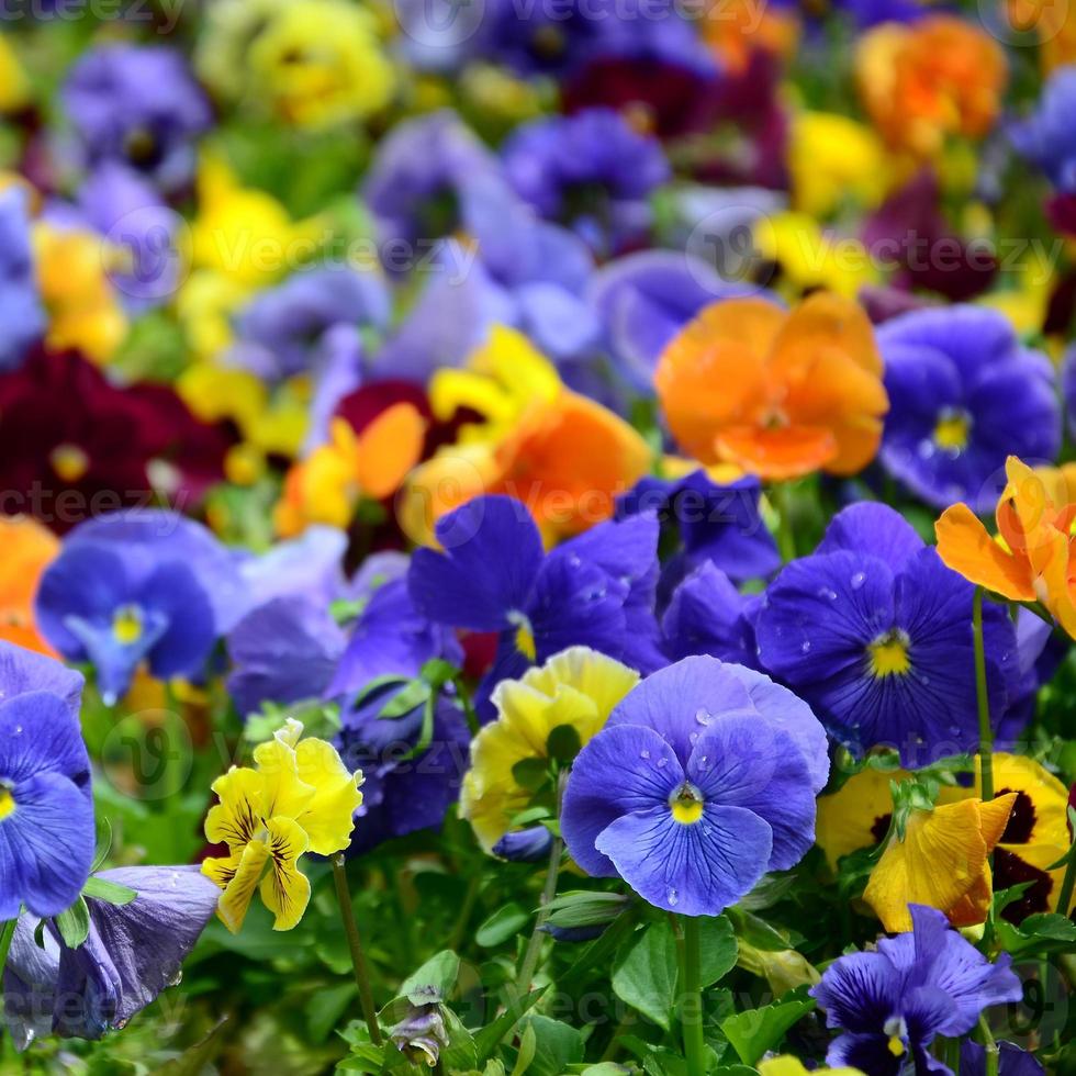 Flerfärgad fikus blommor eller pansies stänga upp som bakgrund eller kort foto