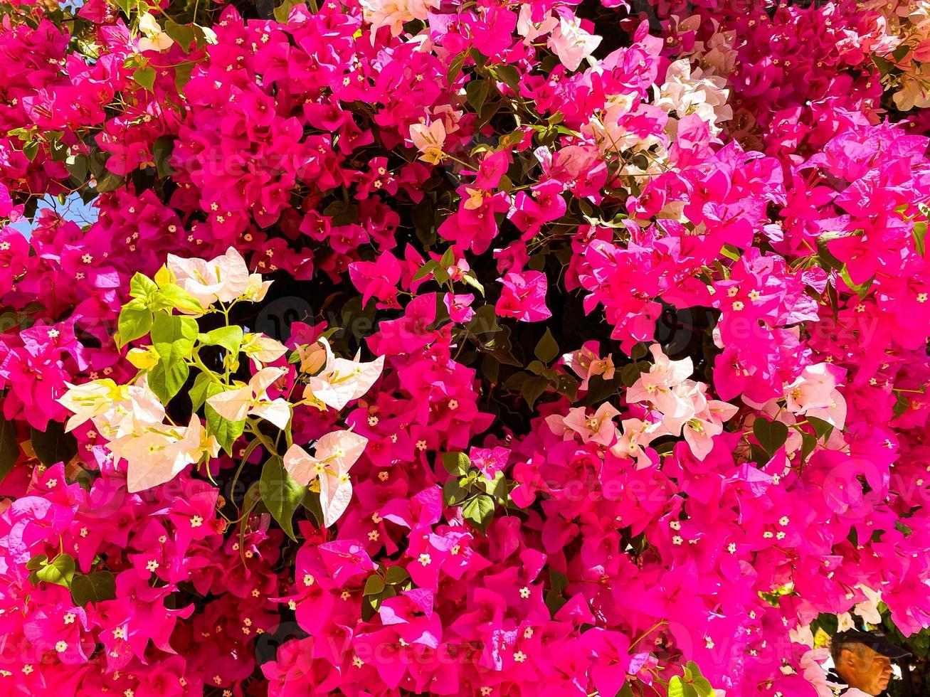 rosa små blommor på en stor och omfattande träd. vit och rosa blommor på en buske i de trädgård. exotisk växter, ljus färger foto