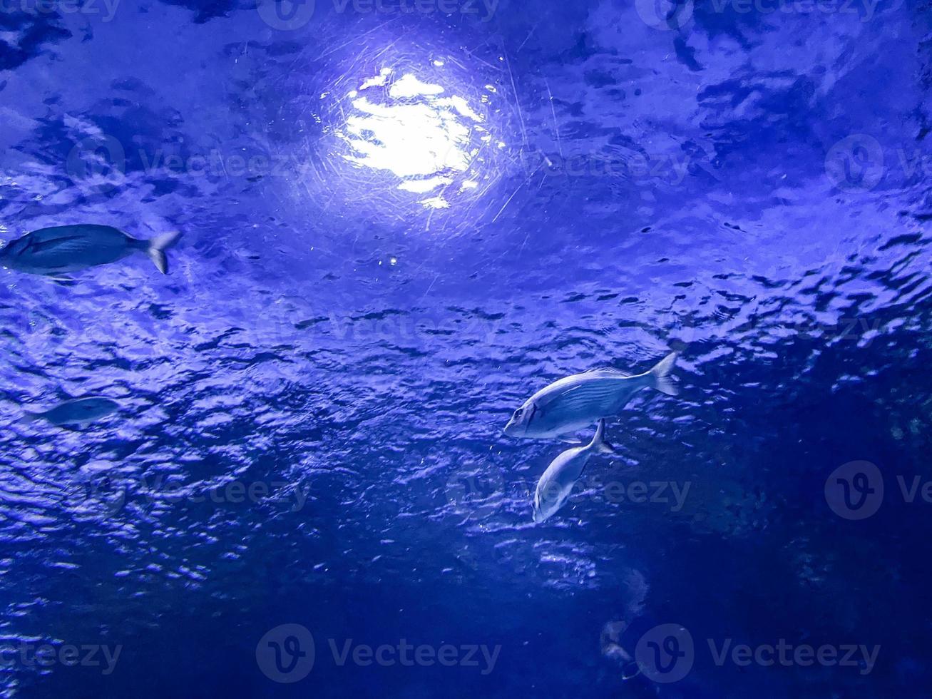 observation av de liv av fisk i de akvarium. små, exotisk, färgrik, ljust färgad fisk simma under vattnet tillsammans. fisk simmade till de källa av ljus under vatten foto