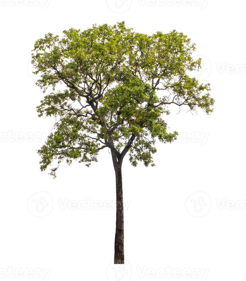 träd den där är isolerat på en vit bakgrund är lämplig för både utskrift och webb sidor foto